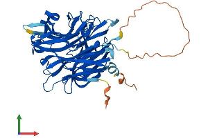 AlphaFold protein structure predicition of Mouse Recombinant Neu3 Protein, UniprotID Q9JMH7 (Neu3 Protein (AA 1-418) (His tag))
