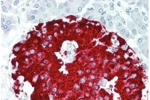 Human Pancreas: Formalin-Fixed, Paraffin-Embedded (FFPE) (A2BP1 antibody  (AA 81-130))