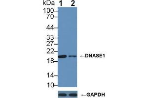 Western blot analysis of (1) Wild-type 293T cell lysate, and (2) DNASE1 knockout 293T cell lysate, using Rabbit Anti-Human DNASE1 Antibody (2 µg/ml) and HRP-conjugated Goat Anti-Mouse antibody ( (DNASE1 antibody  (AA 19-259))