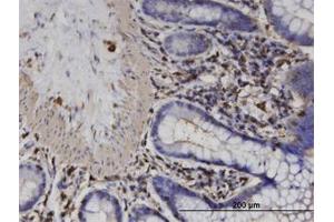 Image no. 1 for anti-Actin-Related Protein T2 (ACTRT2) (AA 209-300) antibody (ABIN599611) (ACTRT2 antibody  (AA 209-300))