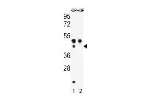 Western blot analysis of ATF4 Antibody  Pab (ABIN390250 and ABIN2850543) pre-incubated without(lane 1) and with(lane 2) blocking peptide in WiDr cell line lysate. (ATF4 antibody  (AA 220-252))