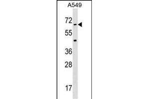 STK35 Antibody  (ABIN391361 and ABIN2841380) western blot analysis in A549 cell line lysates (35 μg/lane). (STK35 antibody  (AA 374-404))