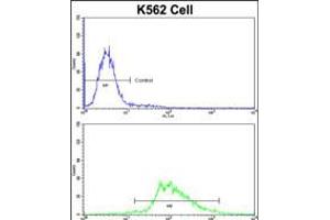 Flow cytometric analysis of K562 cells using LUC7L Antibody (bottom histogram) compared to a negative control cell (top histogram)FITC-conjugated goat-anti-rabbit secondary antibodies were used for the analysis. (LUC7L antibody  (C-Term))