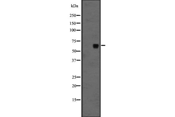 FZD10 antibody