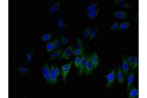 Immunofluorescent analysis of HepG2 cells using ABIN7153857 at dilution of 1:100 and Alexa Fluor 488-congugated AffiniPure Goat Anti-Rabbit IgG(H+L) (GLIPR1 antibody  (AA 22-232))