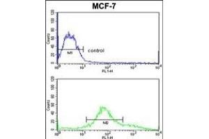ZYG11A Antibody (N-term) (ABIN652620 and ABIN2842414) flow cytometric analysis of MCF-7 cells (bottom histogram) compared to a negative control cell (top histogram). (ZYG11A antibody  (N-Term))