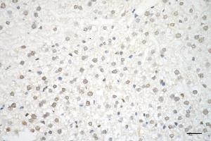 Immunohistochemistry was performed on paraffin-embedded mouse liver using PTBP1 antibody (ABIN7799882), 1:200).