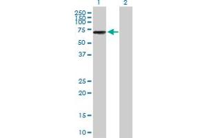 Western Blot analysis of IKZF3 expression in transfected 293T cell line by IKZF3 MaxPab polyclonal antibody. (IKZF3 antibody  (AA 1-509))