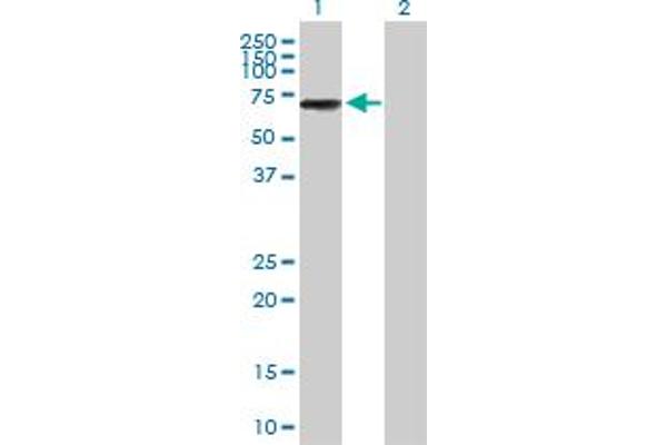 IKZF3 antibody  (AA 1-509)
