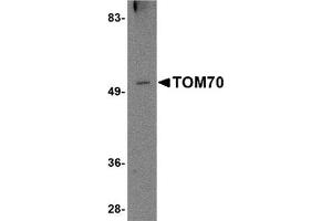 Western blot analysis of TOM70 in 293 cell lysate with this product at 2 μg/ml. (TOM70 antibody  (N-Term))
