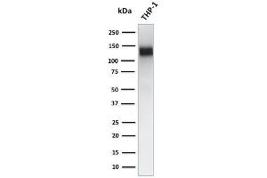 Western Blot Analysis of human THP-1 cell lysate using CD31 Mouse Monoclonal Antibody (JC/70A) (CD31 antibody)
