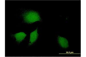 DNAJB9 antibody  (AA 114-223)