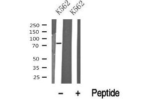 Western blot analysis of Mre11 in lysates of K562? (Mre11 antibody  (C-Term))