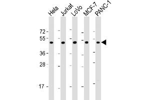 All lanes : Anti-ADRA2A Antibody (N-Term) at 1:2000 dilution Lane 1: Hela whole cell lysate Lane 2: Jurkat whole cell lysate Lane 3: LoVo whole cell lysate Lane 4: MCF-7 whole cell lysate Lane 5: NC-1 whole cell lysate Lysates/proteins at 20 μg per lane. (ADRA2A antibody  (AA 118-152))