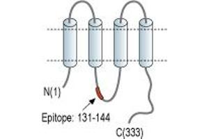 anti-Gap Junction Protein, alpha 4, 37kDa (GJA4) (AA 131-144), (Intracellular) antibody