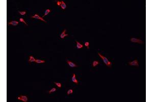 ABIN6276902 staining HepG2? (HSD3B2 antibody)