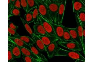 ICC staining of paraformaldehyde-fixed human HeLa cells with Nuclear Antigen antibody (red, clone 235-1) and counterstained with DyLight 488 conjugated Phalloidin (green). (Nuclear Antigen antibody)