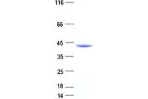 Validation with Western Blot (SEPHS1 Protein (DYKDDDDK Tag))