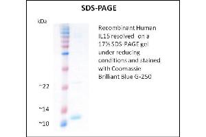 SDS-PAGE (SDS) image for Interleukin 15 (IL15) (Active) protein (ABIN5509341) (IL-15 Protein)