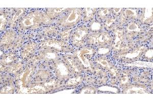 Detection of DBP in Human Kidney Tissue using Monoclonal Antibody to Vitamin D Binding Protein (DBP) (Vitamin D-Binding Protein antibody  (AA 209-401))