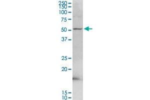 PDE9A MaxPab rabbit polyclonal antibody. (PDE9A antibody  (AA 1-533))