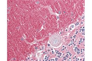 Anti-GNB3 antibody IHC of human brain, cerebellum. (GNB3 antibody  (AA 309-321))