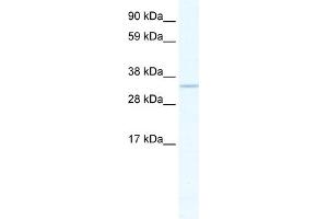 WB Suggested Anti-APEX1 Antibody Titration:  2. (APEX1 antibody  (N-Term))