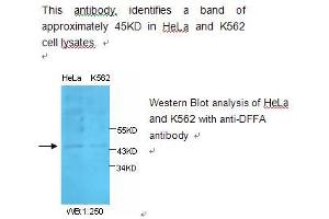 Image no. 1 for anti-DNA Fragmentation Factor, 45kDa, alpha Polypeptide (DFFA) antibody (ABIN790816) (DFFA antibody)
