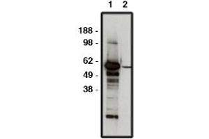 Image no. 1 for anti-F-Box and WD Repeat Domain Containing 7 (FBXW7) antibody (ABIN265230) (FBXW7 antibody)