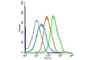 Mouse splenocytes probed with Rabbit Anti-Bcl-2 Polyclonal Antibody, Unconjugated . (Bcl-2 antibody  (AA 161-239))