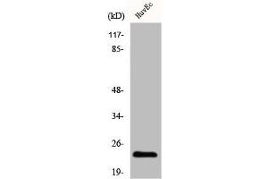 Western Blot analysis of HuvEc cells using Claudin-3 Polyclonal Antibody