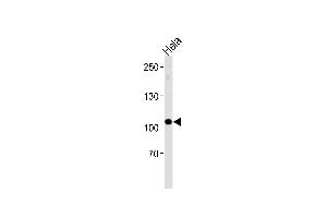 UBE3C Antibody (Center) (ABIN1881969 and ABIN2843383) western blot analysis in Hela cell line lysates (35 μg/lane). (UBE3C antibody  (AA 549-578))