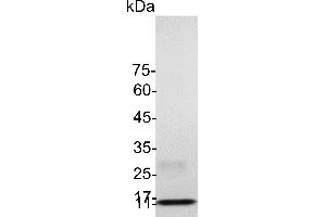 SDS-PAGE (SDS) image for Transforming Growth Factor, beta 1 (TGFB1) (Active) protein (His tag) (ABIN7884583)