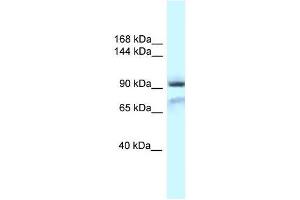 Western Blot showing Gria1 antibody used at a concentration of 1. (Glutamate Receptor 1 antibody  (N-Term))