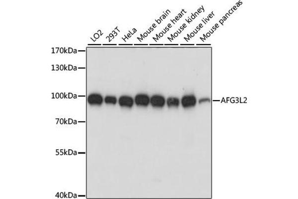 AFG3L2 antibody  (AA 538-797)