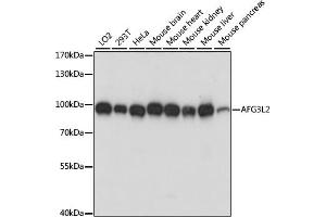 Western blot analysis of extracts of various cell lines, using L2 antibody (ABIN7265513) at 1:1000 dilution.