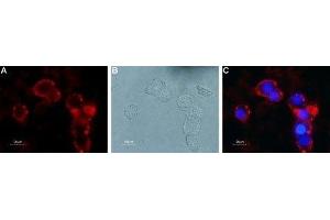 Expression of mGluR4 in rat PC12 cells - Cell surface detection of mGluR4 in live intact rat PC12 pheochromocytoma cells. (Metabotropic Glutamate Receptor 4 antibody  (Extracellular, N-Term))