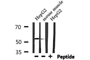 Western blot analysis of extracts from HepG2,mouse muscle, using IKZF1 Antibody. (IKZF1 antibody  (Internal Region))