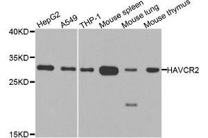 Western blot analysis of extracts of various cell lines, using HAVCR2 antibody. (TIM3 antibody  (AA 22-202))