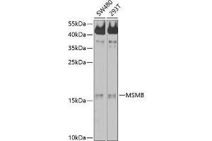 Western blot analysis of extracts of various cell lines, using MSMB antibody (ABIN6132566, ABIN6144075, ABIN6144077 and ABIN6214225) at 1:1000 dilution. (MSMB antibody  (AA 30-114))