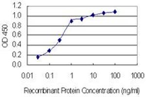 Detection limit for recombinant GST tagged SLC37A4 is 0. (SLC37A4 antibody  (AA 28-76))
