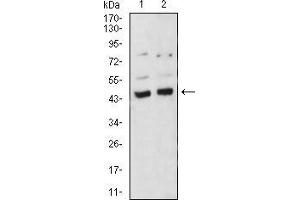 Western blot analysis using BMP4 mouse mAb against A549 (1) and C6 (2) cell lysate. (BMP4 antibody  (AA 277-408))
