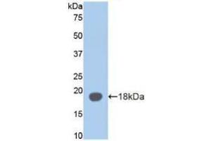 Detection of Recombinant aZGP1, Mouse using Polyclonal Antibody to Alpha-2-Glycoprotein 1, Zinc Binding (aZGP1) (AZGP1 antibody  (AA 178-307))