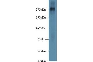 Western Blotting (WB) image for anti-Fibronectin (AA 2117-2236) antibody (ABIN7428998)
