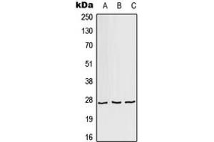 Western blot analysis of AKR1A1 expression in HeLa (A), Raw264. (AKR1A1 antibody  (C-Term))