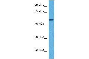Host:  Rabbit  Target Name:  TDO2  Sample Tissue:  Human HepG2 Whole Cell  Antibody Dilution:  1ug/ml (TDO2 antibody  (N-Term))