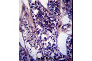 CCDC99 Antibody (C-term) (ABIN657427 and ABIN2846461) immunohistochemistry analysis in formalin fixed and paraffin embedded human testis tissue followed by peroxidase conjugation of the secondary antibody and DAB staining. (CCDC99 antibody  (C-Term))