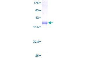 DNAJC12 Protein (AA 1-198) (GST tag)