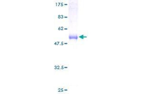 DNAJC12 Protein (AA 1-198) (GST tag)