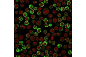 Immunofluorescence Analysis of PFA-fixed Raji cells labeling CD79a with CD79a Mouse Monoclonal Antibody (ZL7-4) followed by Goat anti-Mouse IgG-CF488 (Green). (CD79a antibody)